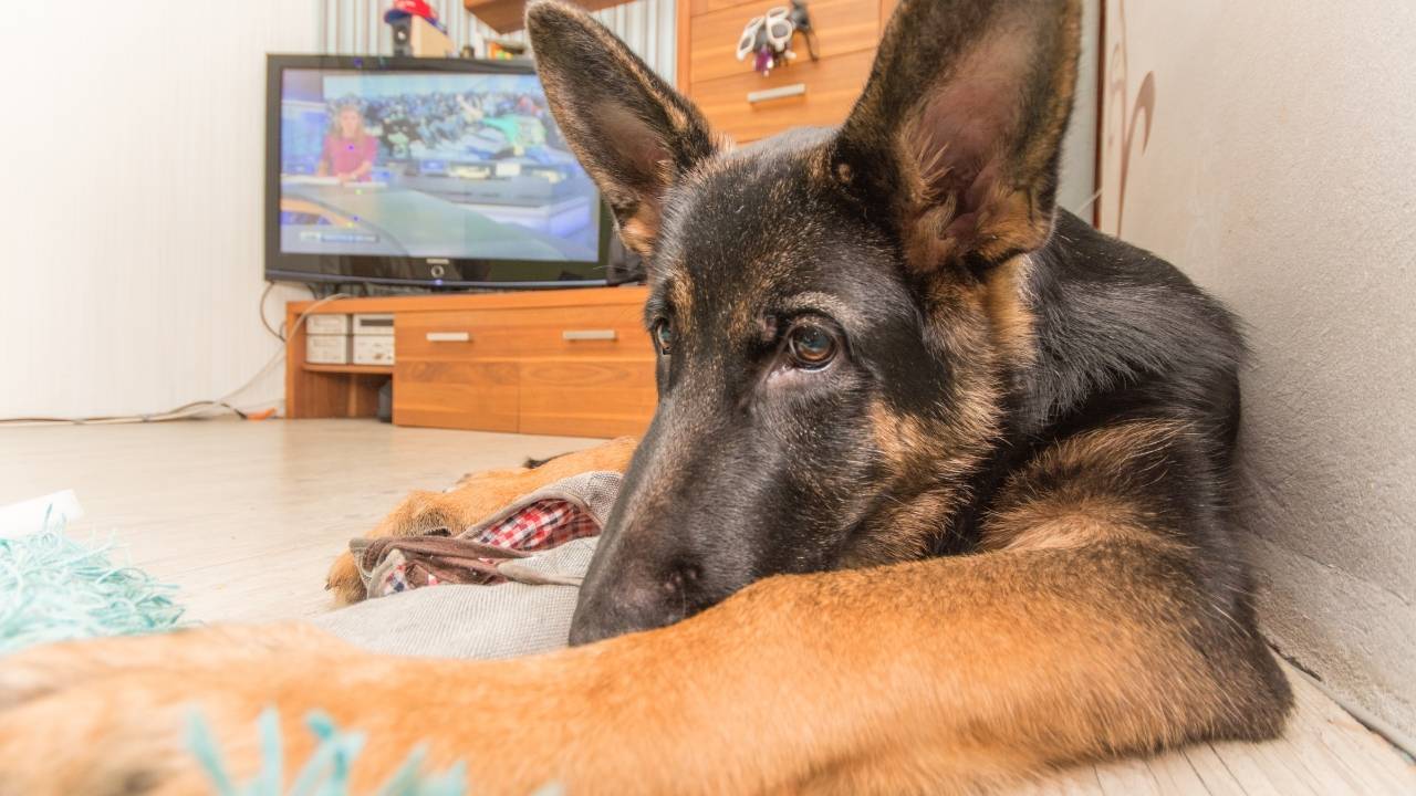 German Shepherd paw licking