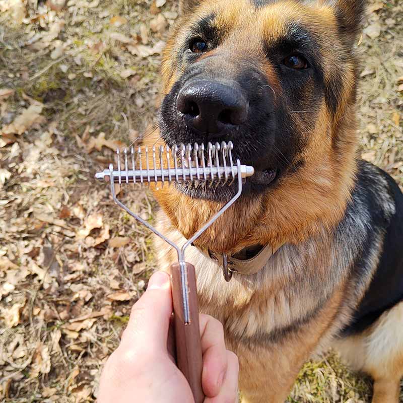 How to brush a German Shepherd dog