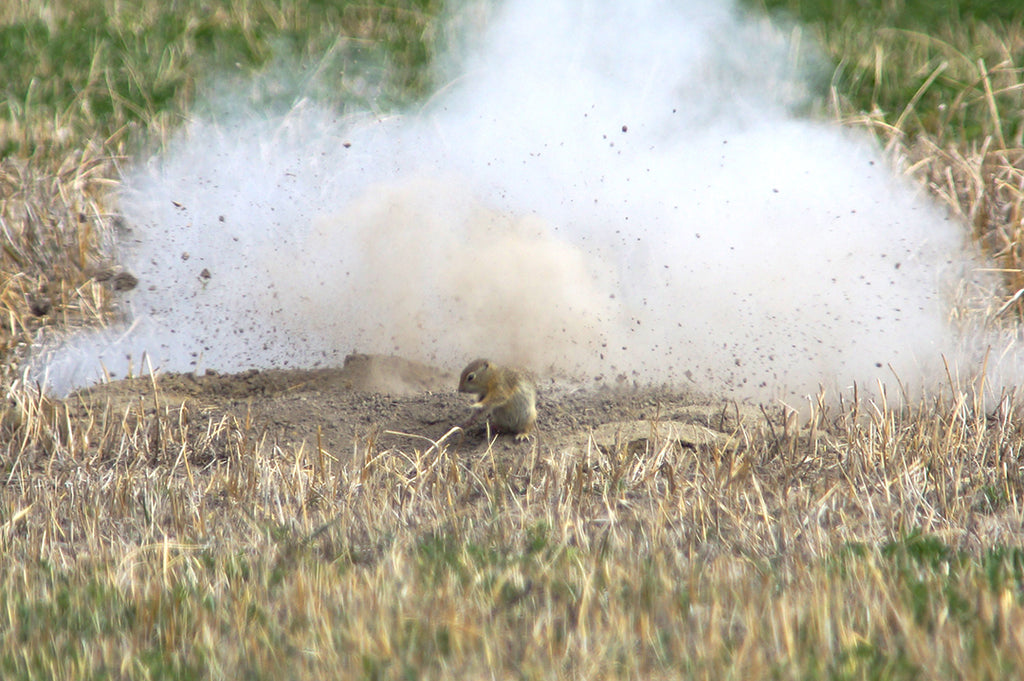 Hunting Prairie Dogs with Headwaters Ammunition 223 Rem Sierra GameKing