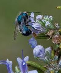 blue orchard mason bee