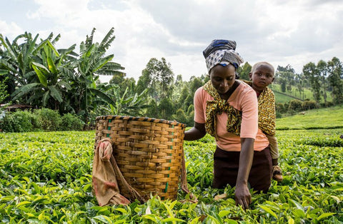 01.Kenyan girl with a child picks tea at a tea plantation