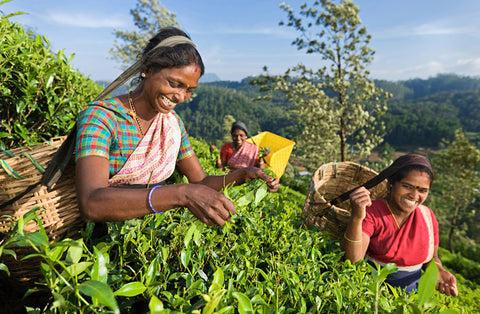 working women from sri lanka pick tea on a plantation