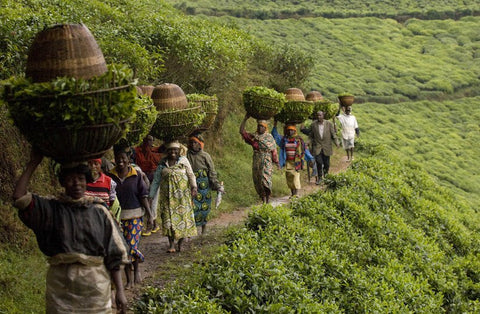 03.Kenyan workers walk with baskets full of tea from the plantation