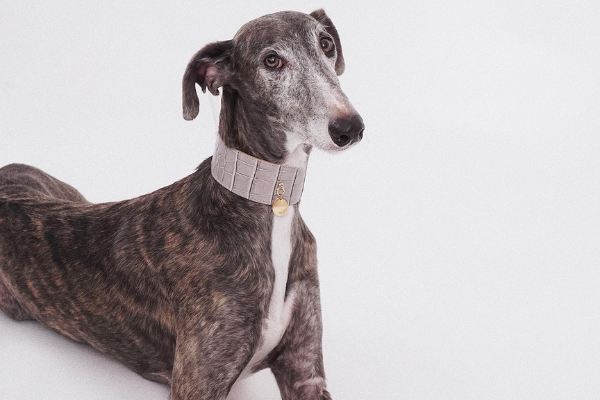 Branni Pets collares para galgos