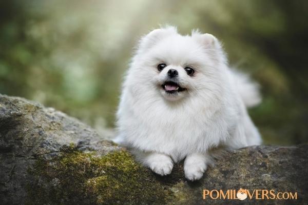 NahNah el pomerania