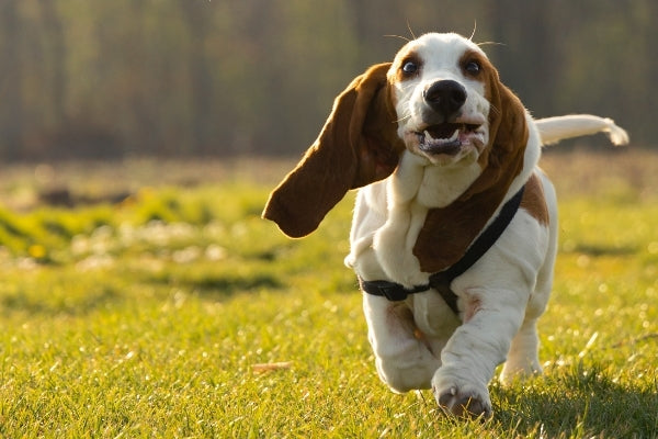 Basset Hound