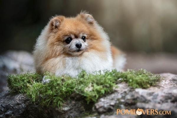 BonBon el pomerania