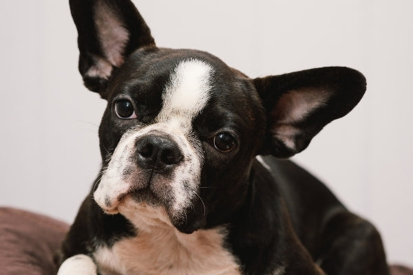 boston terrier