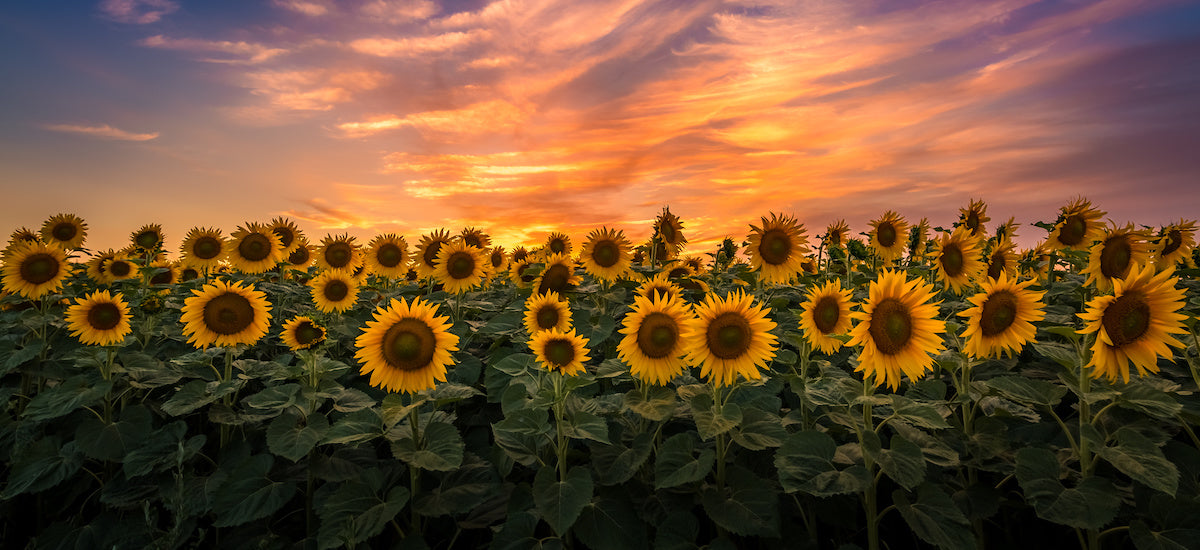 Sunflower Lecithin: The Superfood You've Never Heard Of