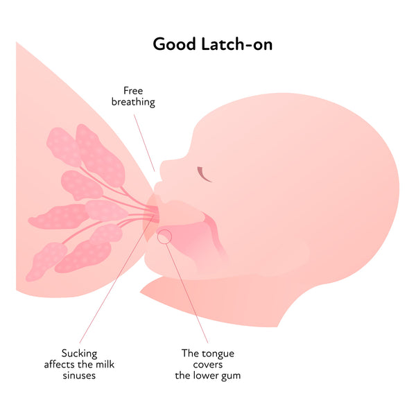 Assessing proper latch and nursing techniques is the first step to increasing milk supply.