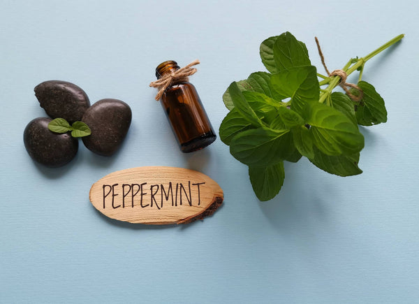 Peppermint and spearmint and their differences and safety for breastfeeding mothers.