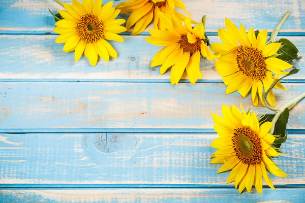 What is sunflower lecithin and how can it benefit breastfeeding moms?