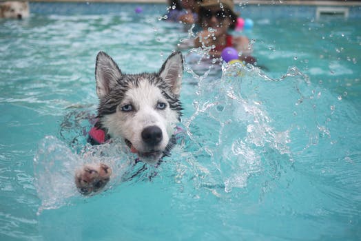 Dog Swimming In Pool