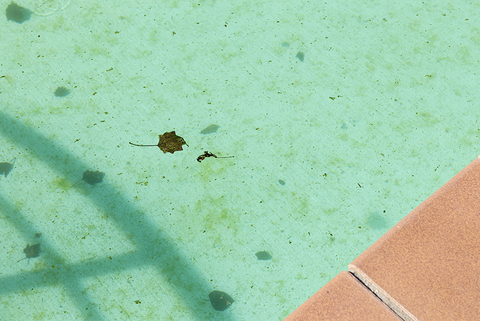 How to clean a green outdoor pool