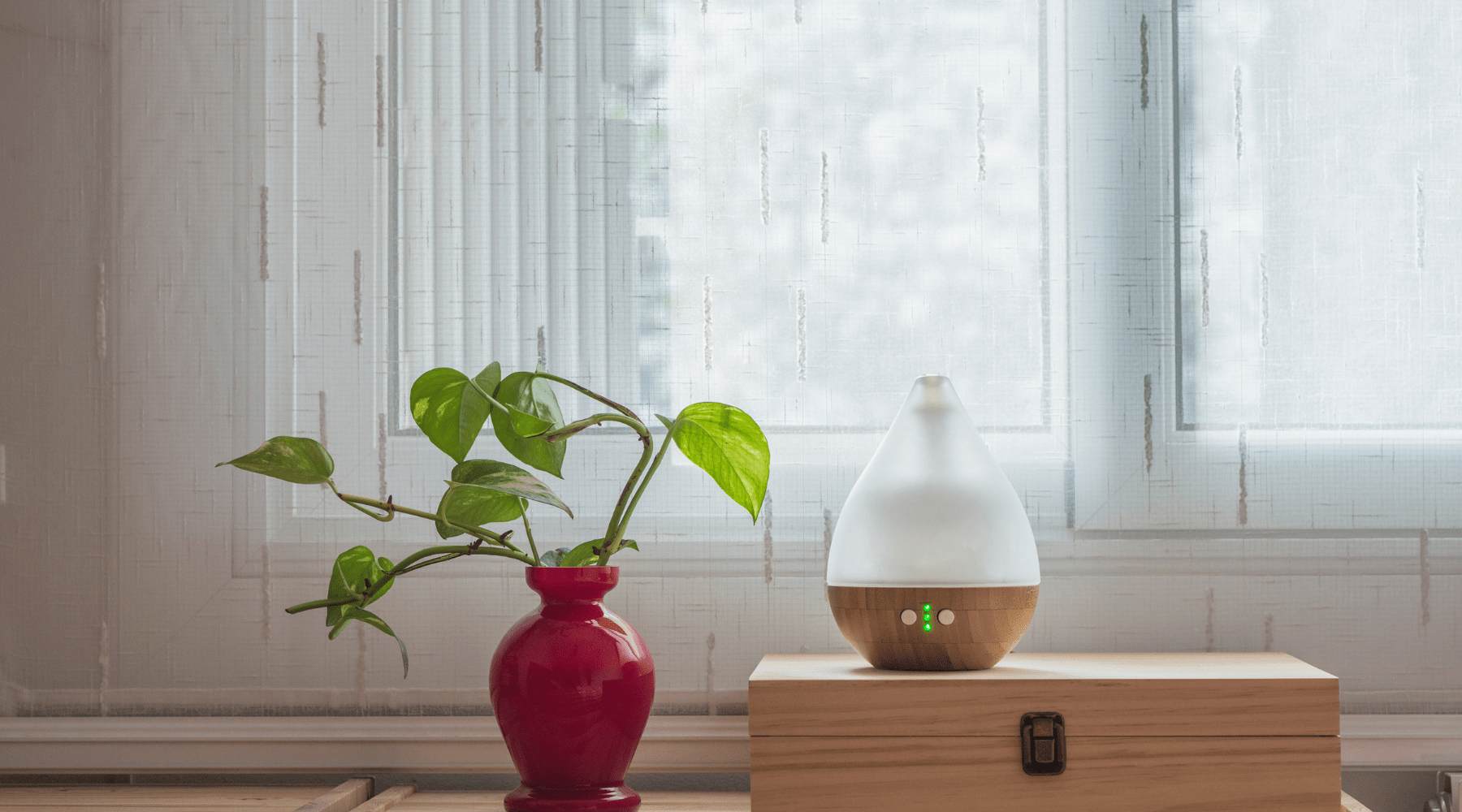 Humidificateur et Plantes-min