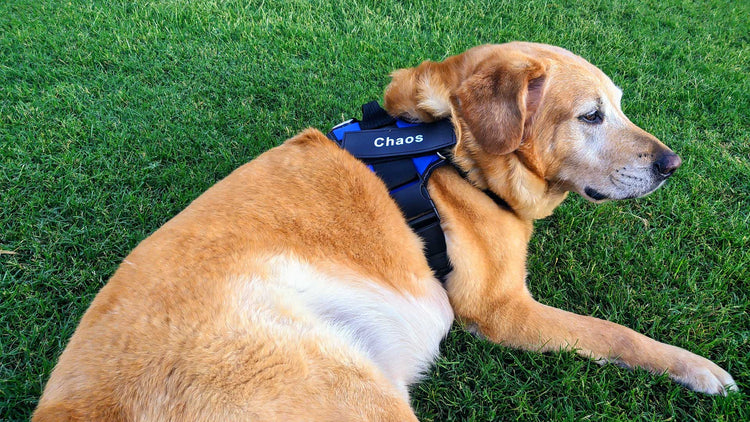 chaos dog harness