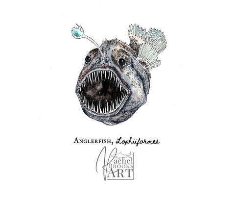 Anglerfish scientific illustration by Rachel Brooks Art