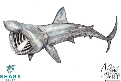 Basking shark art work by ocean artist Rachel Brooks, Oceanic 31 project