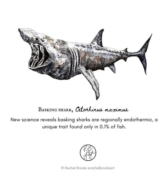 basking shark illustration by Rachel brooks art