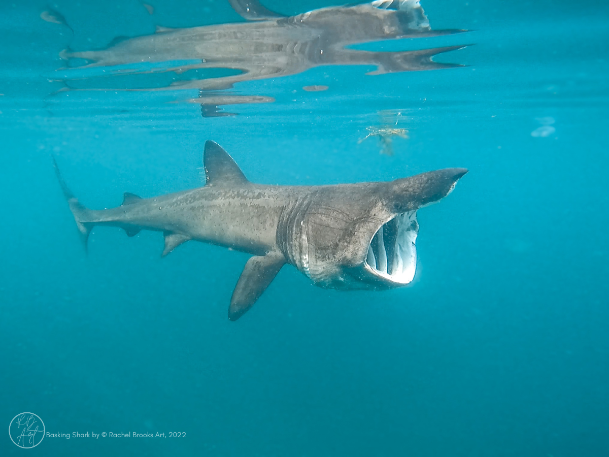 Basking Shark in the Hebrides by Rachel Brooks 