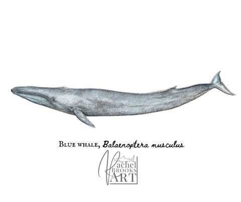 Blue whale scientific illustration by Rachel Brooks Art