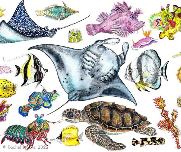 Coral Reef Species Scientific Illustrations by Rachel Brooks Art 