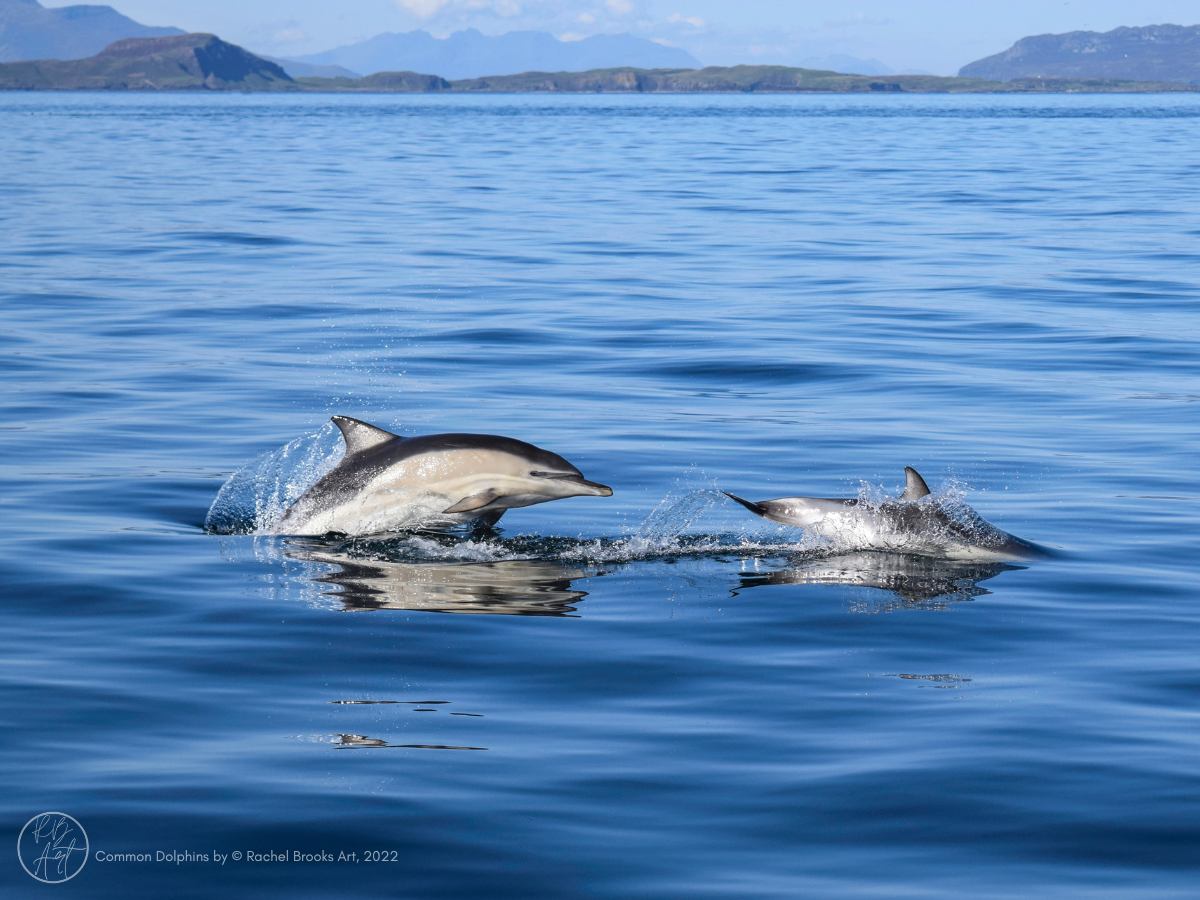 Common Dolphins in the Inner Hebrides