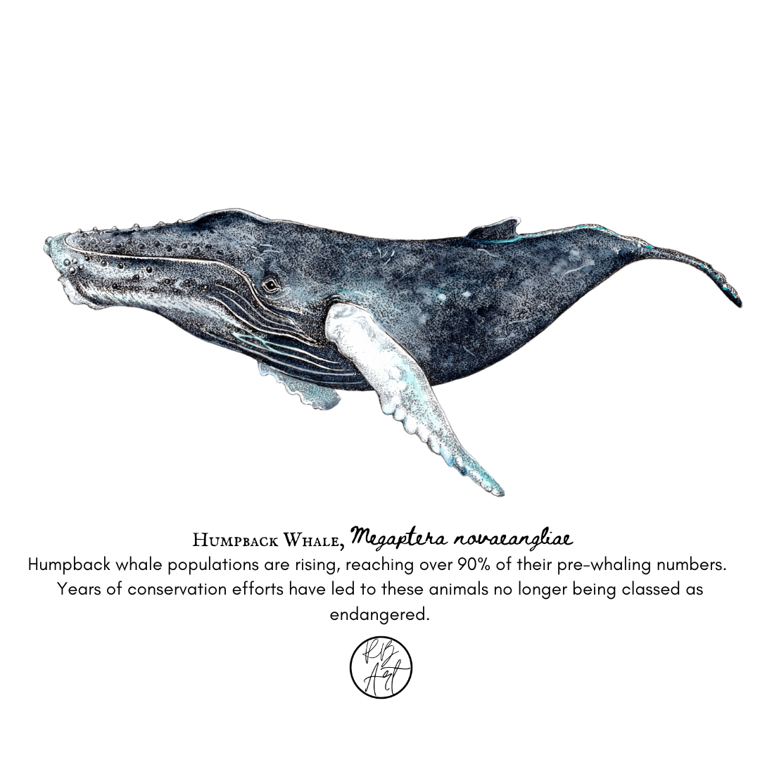 Humpback whales are no longer listed as endangered, illustration by Rachel Brooks Art