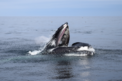 Humpback Whale Feeding in Scotland