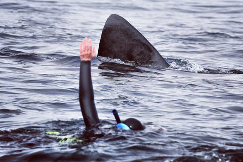 Swimming with basking sharks in Scotland
