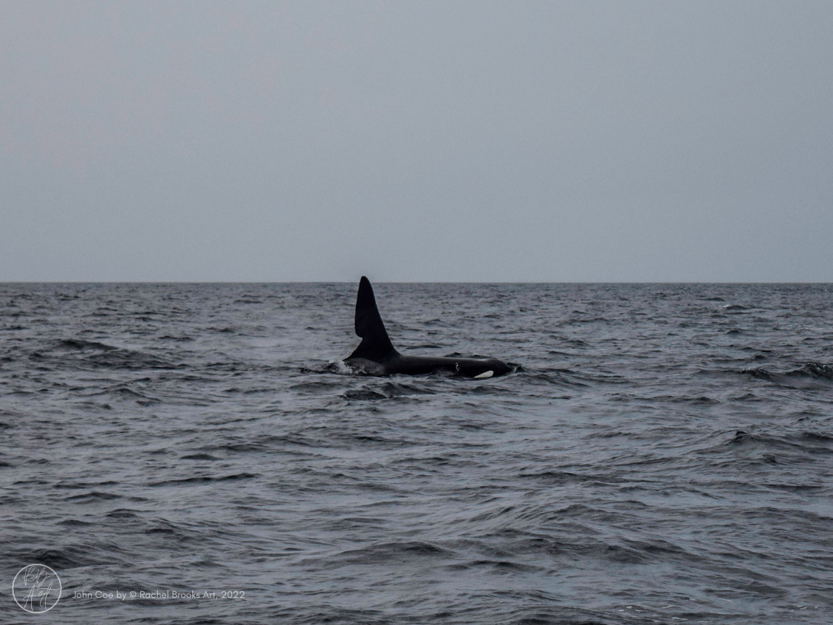John Coe the Orca by Rachel Brooks 