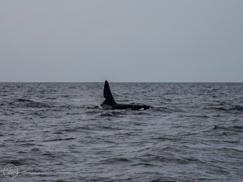 John Coe the orca of the west coast community of Scotland 