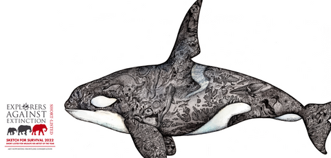 John Coe the Orca Limited Edition Art by Rachel Brooks