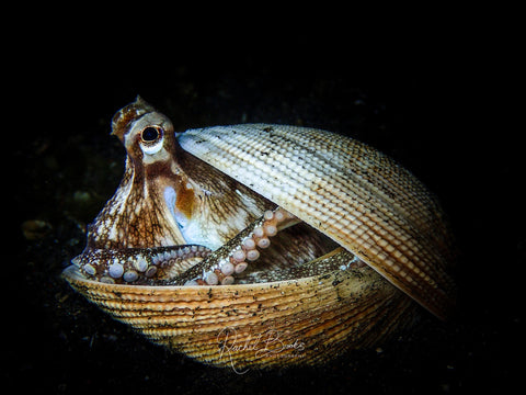 Coconut Octopus in the Lembeh Strait by Rachel Brooks Art