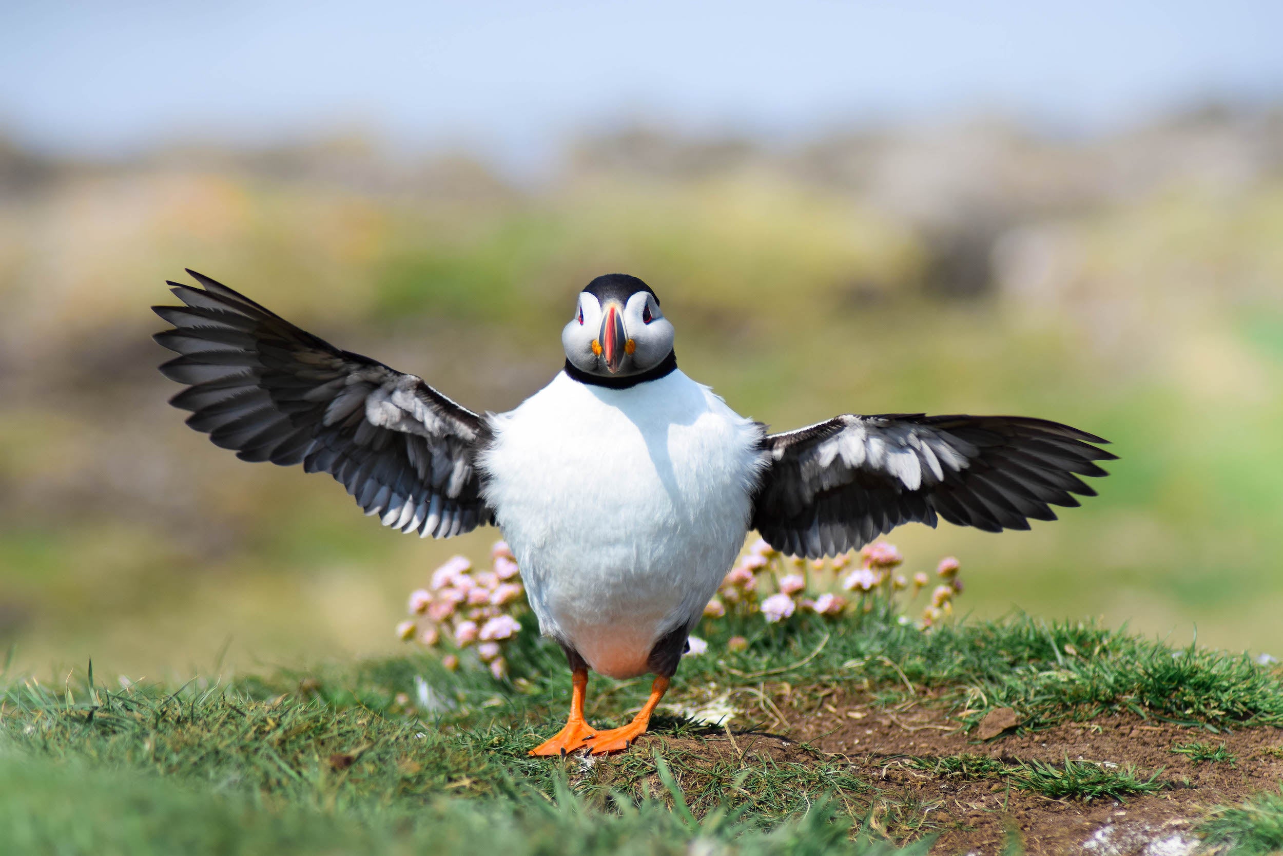 An Atlantic puffin photographed by Rachel Brooks