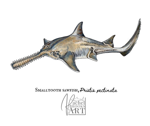 Small tooth sawfish scientific illustration by Rachel Brooks Art