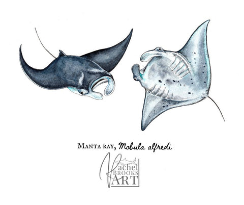Reef manta ray scientific illustration by Rachel Brooks Art
