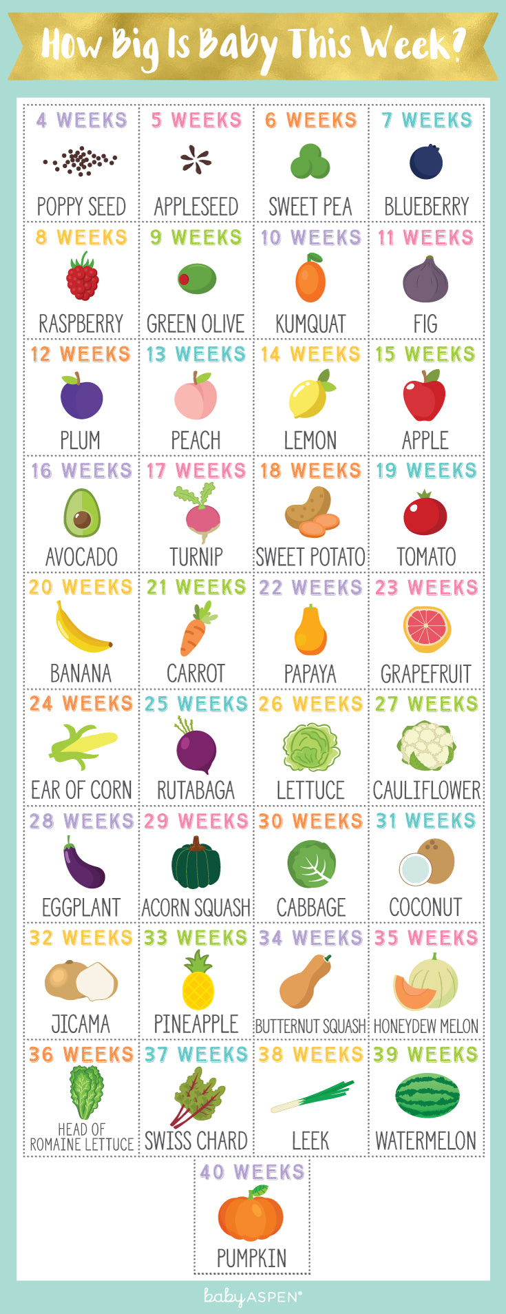 Baby Size Chart | How Big is Baby This Week? [Infographic] | Baby Aspen
