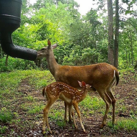 deer feeder for sale 