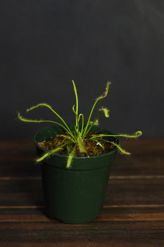 Drosera - Sundew Plant