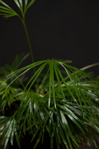 Eyelash Fern