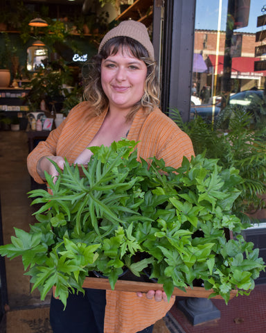 Risha holding a box of ferns