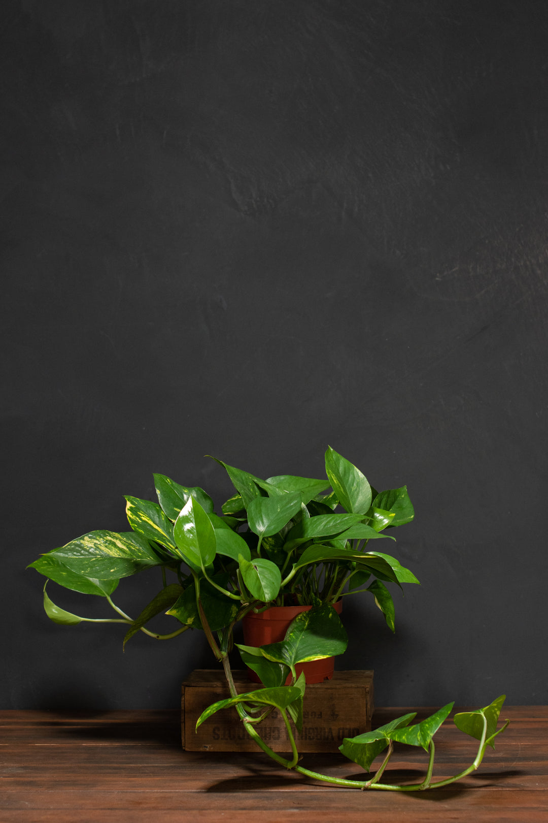 Potted Golden Pothos Ivy Flower Delivery Bloomfield NY - Bloomer