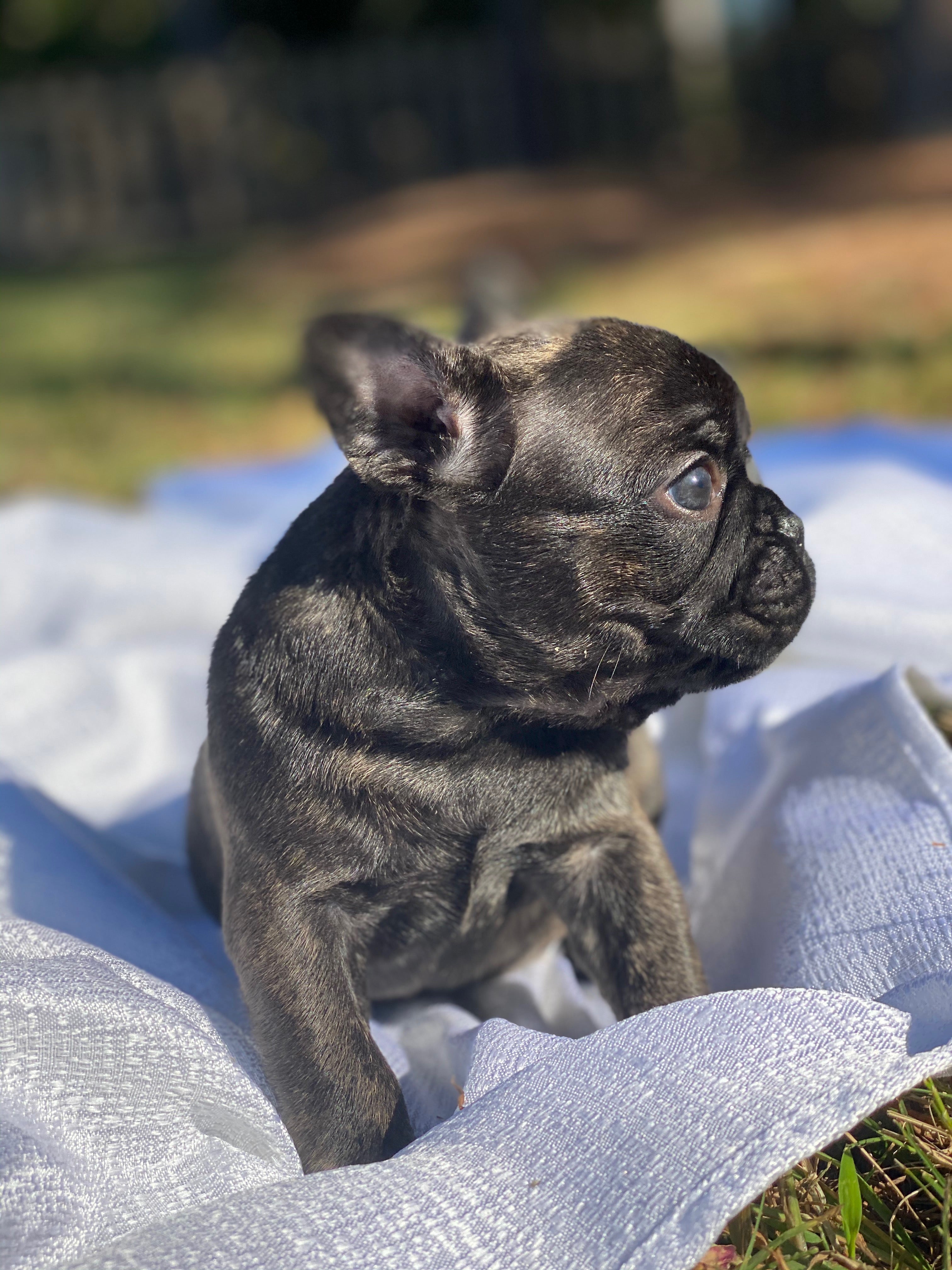 Brindle French Bulldog Female Puppy For Sale By The Breeder In Nc Tarheel Bulldogs