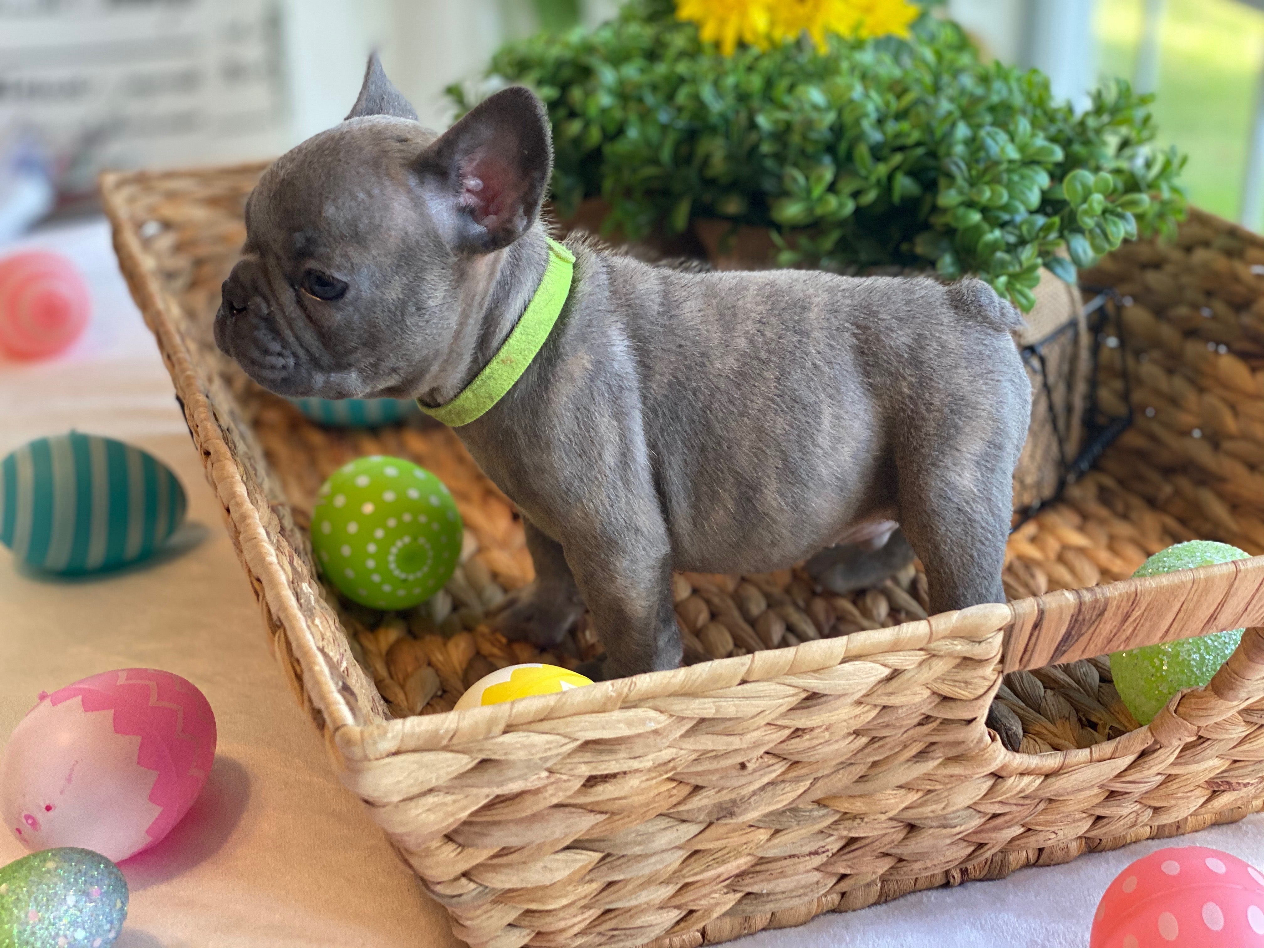 French Bulldog Puppy For Sale In North Carolina Tarheel Bulldogs