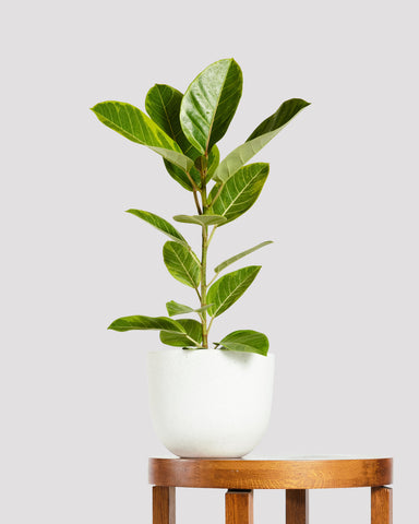 Ficus Yellow Gem