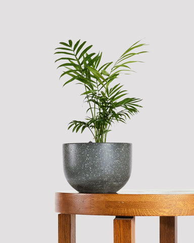 Bamboo Parlor Palm in Pierre Black Pot on Table