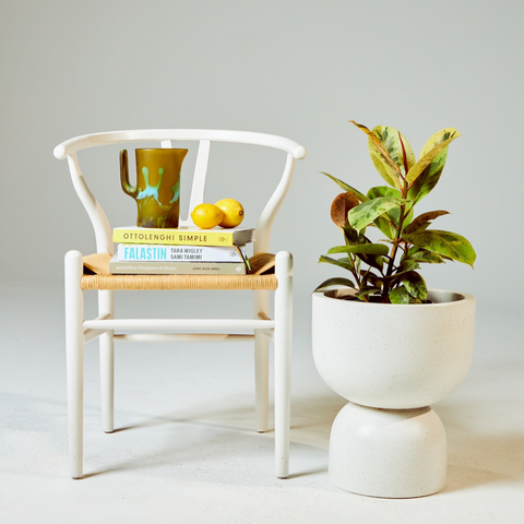 Ficus Shivereana in Pierre Terrazzo Pot White with Accessories at The Good Plant Co