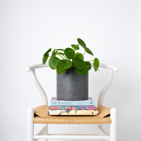 Chinese Money Plant in Jardin Terrazzo Pot Black at The Good Plant Co