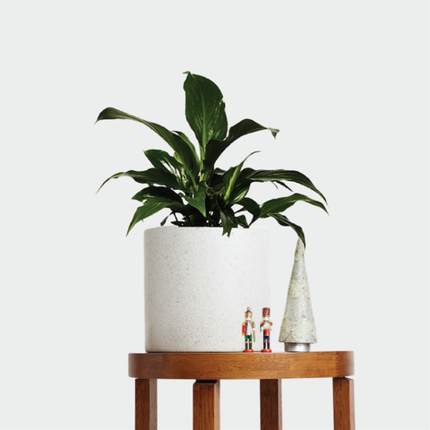 Peace Lily in Jardin Terrazzo Pot White with Christmas decorations